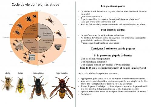 Frelon asiatique page 1